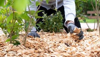 mulching and yard cleanup