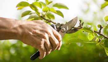 tree and shrub pruning